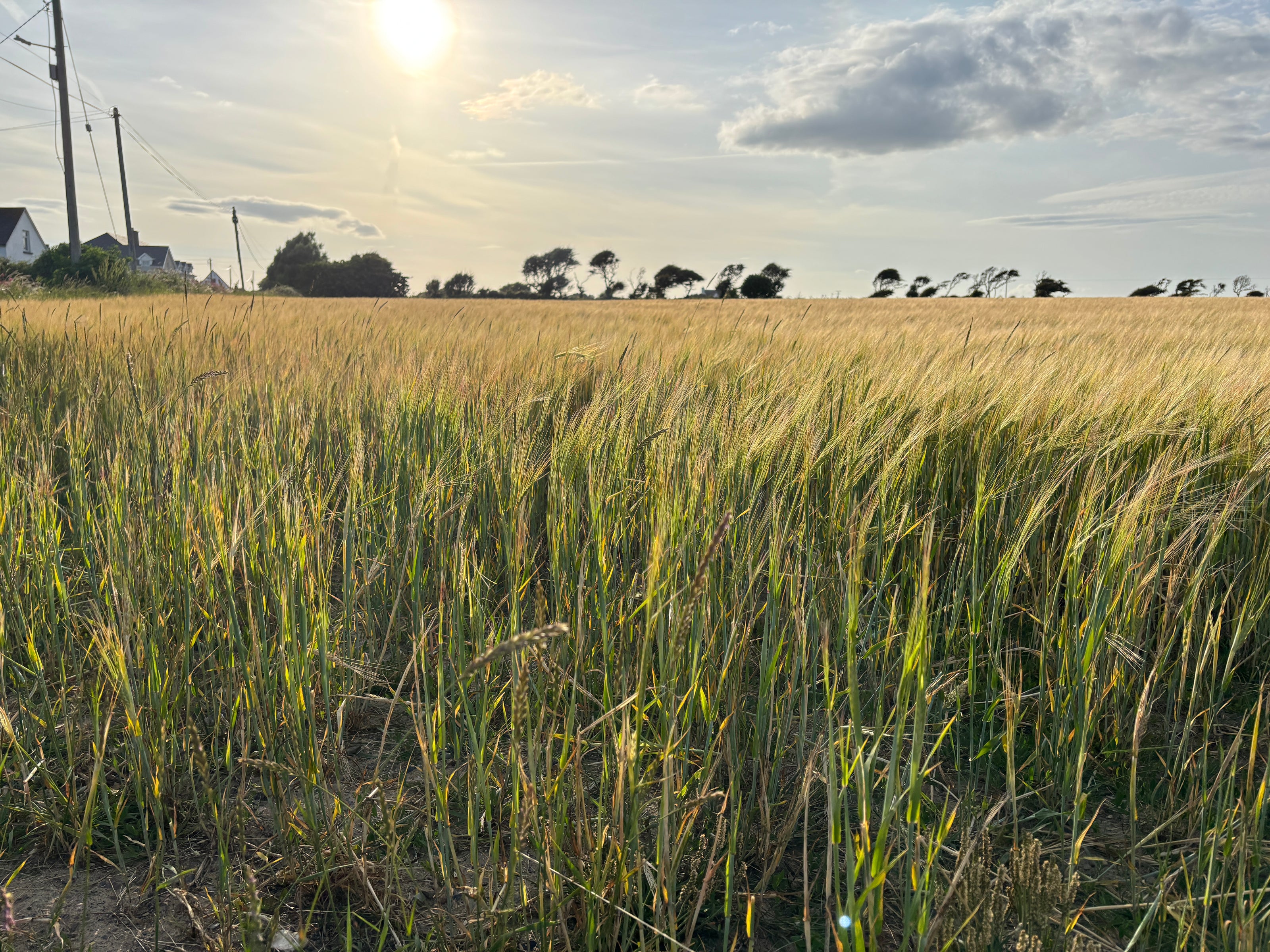 Wexford Field with Tall grass